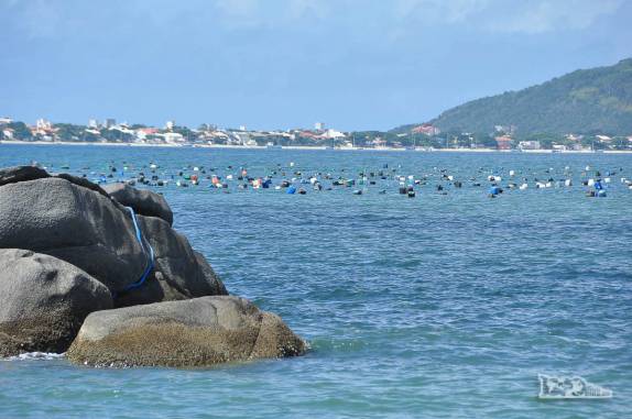 Fazenda de ostras na praia do Cardoso. AO fundo, a praia de Zimbros, em Bombinhas, litoral de Santa Catarina